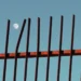 Full moon visible behind rusty iron fence against blue sky