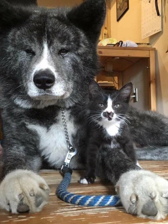 Adorable Animals Who Have Brothers From Other Mothers