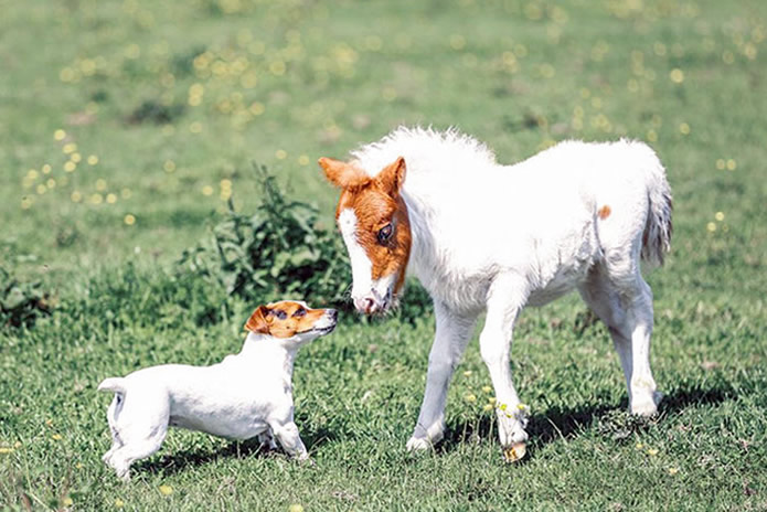 Adorable Animals Who Have Brothers From Other Mothers