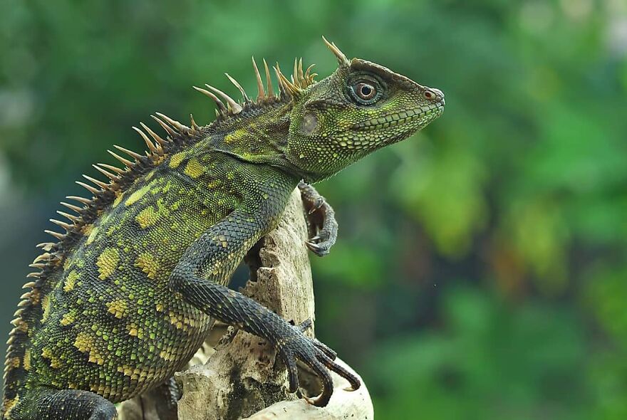 Indonesian Photographer Yan Hidayat Amazingly Captured These Little Reptiles