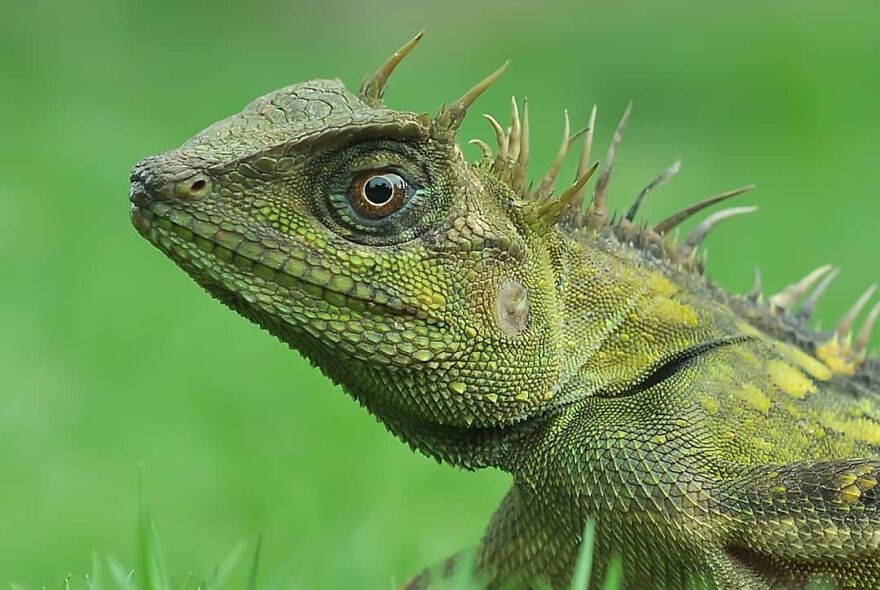 Indonesian Photographer Yan Hidayat Amazingly Captured These Little Reptiles