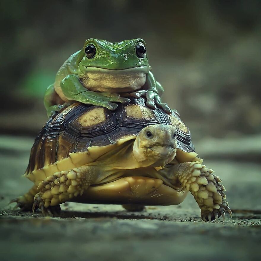 Indonesian Photographer Yan Hidayat Amazingly Captured These Little Reptiles