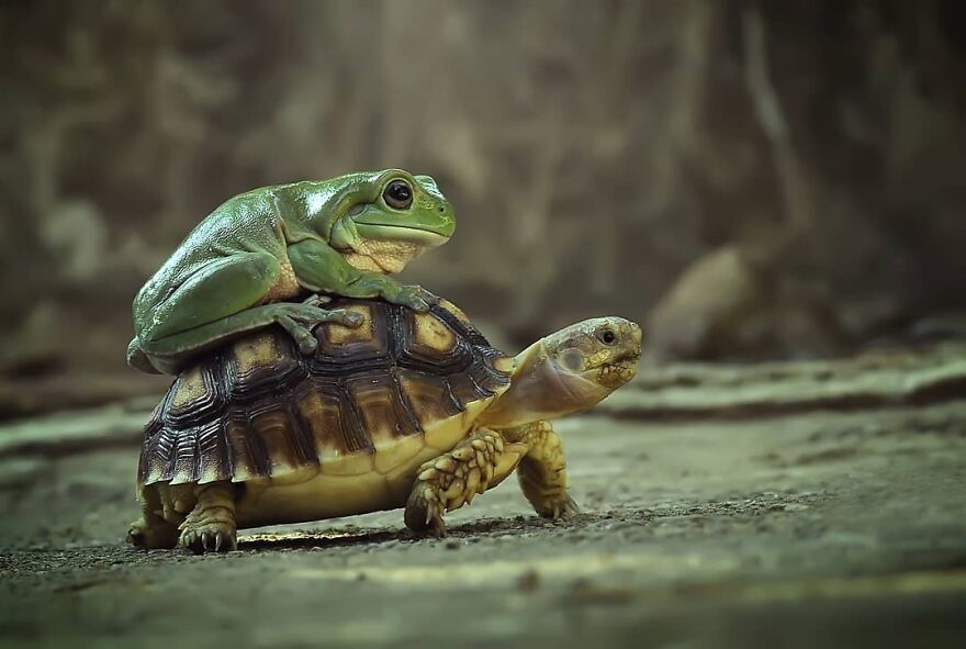 Indonesian Photographer Yan Hidayat Amazingly Captured These Little Reptiles