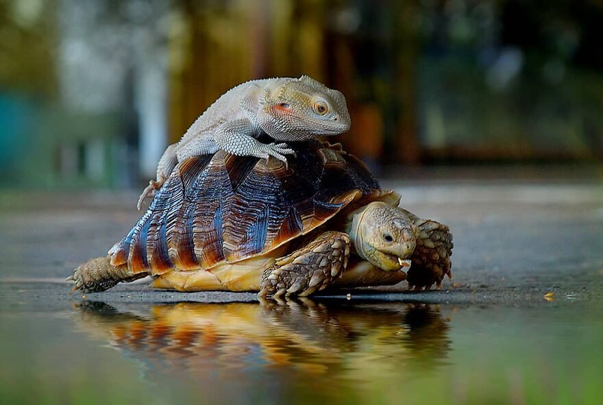 Indonesian Photographer Yan Hidayat Amazingly Captured These Little Reptiles