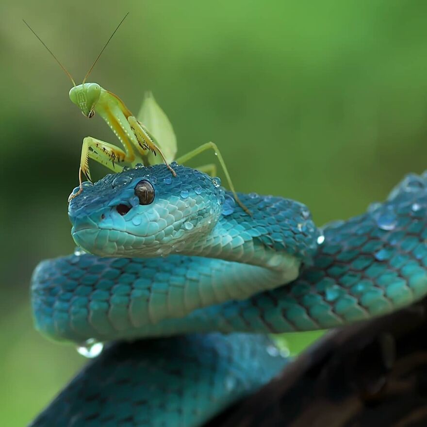 Indonesian Photographer Yan Hidayat Amazingly Captured These Little Reptiles