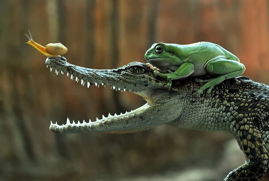 Indonesian Photographer Yan Hidayat Amazingly Captured These Little Reptiles
