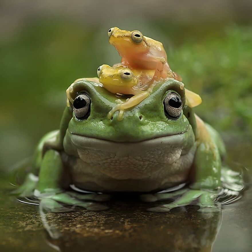 Indonesian Photographer Yan Hidayat Amazingly Captured These Little Reptiles