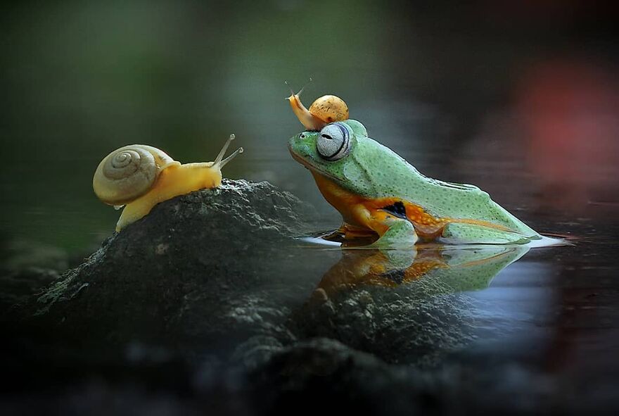 Indonesian Photographer Yan Hidayat Amazingly Captured These Little Reptiles