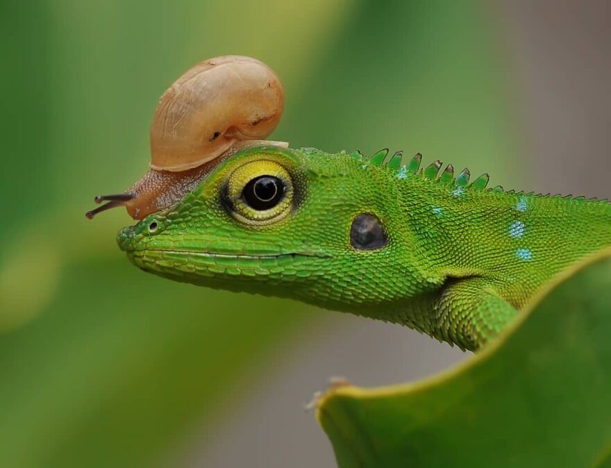 Indonesian Photographer Yan Hidayat Amazingly Captured These Little Reptiles