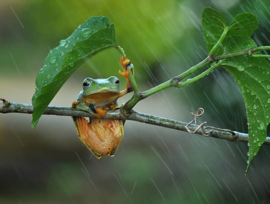 Indonesian Photographer Yan Hidayat Amazingly Captured These Little Reptiles