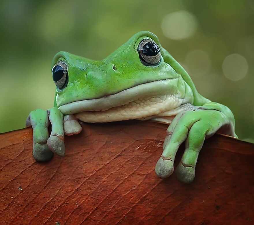 Indonesian Photographer Yan Hidayat Amazingly Captured These Little Reptiles