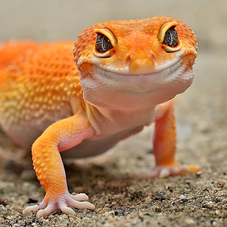 Indonesian Photographer Yan Hidayat Amazingly Captured These Little Reptiles