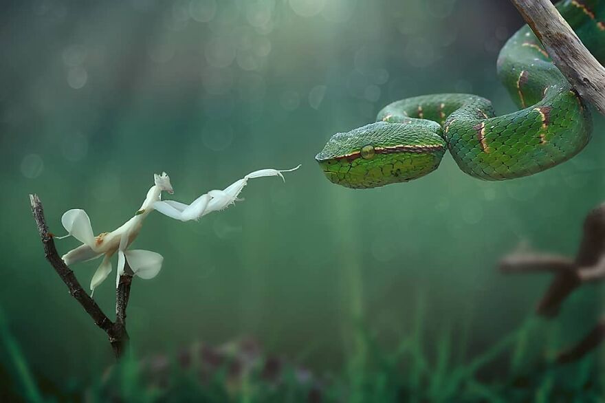 Indonesian Photographer Yan Hidayat Amazingly Captured These Little Reptiles