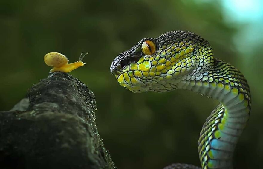 Indonesian Photographer Yan Hidayat Amazingly Captured These Little Reptiles