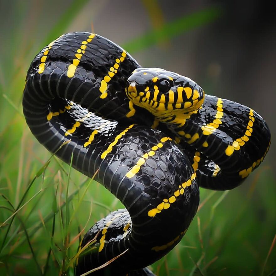 Indonesian Photographer Yan Hidayat Amazingly Captured These Little Reptiles