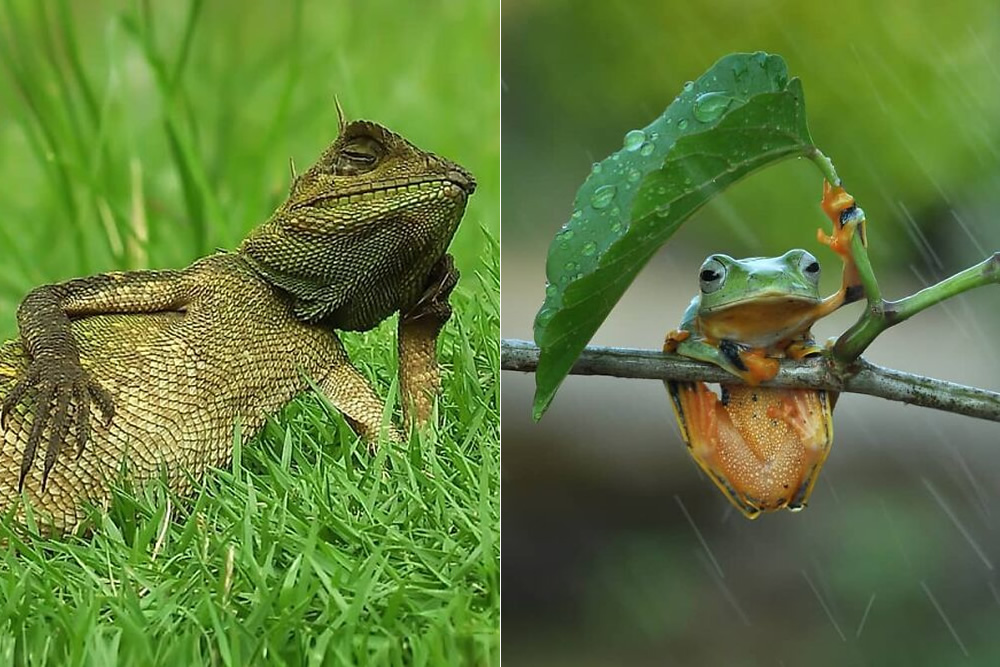 Indonesian Photographer Yan Hidayat Amazingly Captured These Little Reptiles