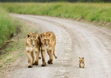 25 Cutest Pictures Between Wild Animals And Their Babies