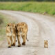 25 Cutest Pictures Between Wild Animals And Their Babies