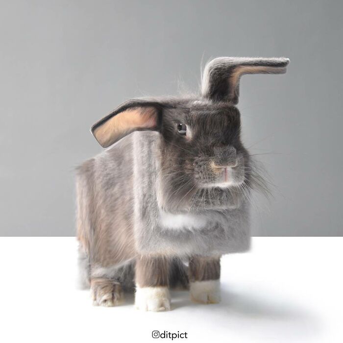 Digital Artist Aditya Aryanto Changes Animals To Be Shaped Like Cubes