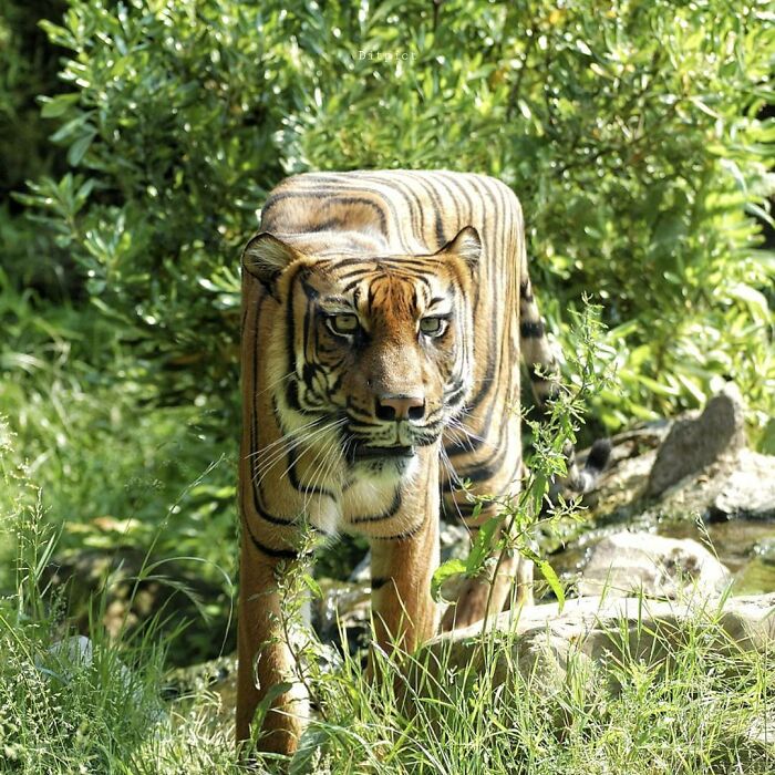 Digital Artist Aditya Aryanto Changes Animals To Be Shaped Like Cubes