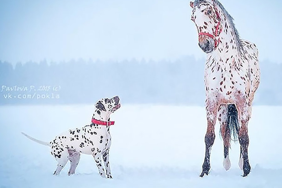 20 Animal Siblings From Another Mother That Will Melt Your Heart