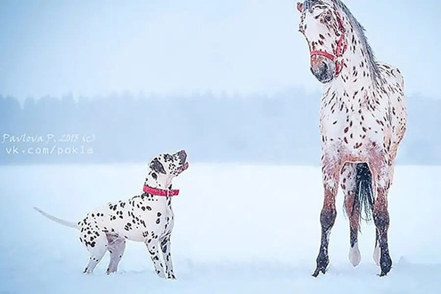 20 Animal Siblings From Another Mother That Will Melt Your Heart