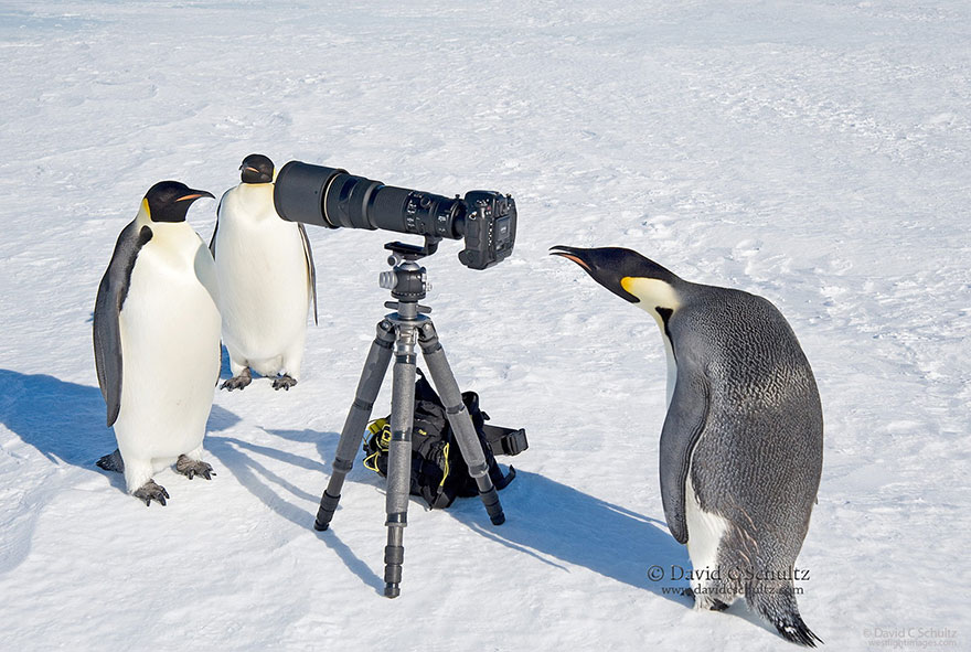 30 Cute Photos Of Animals That Want To Be Photographers