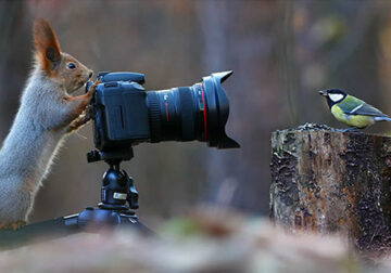 30 Cute Photos Of Animals That Want To Be Photographers