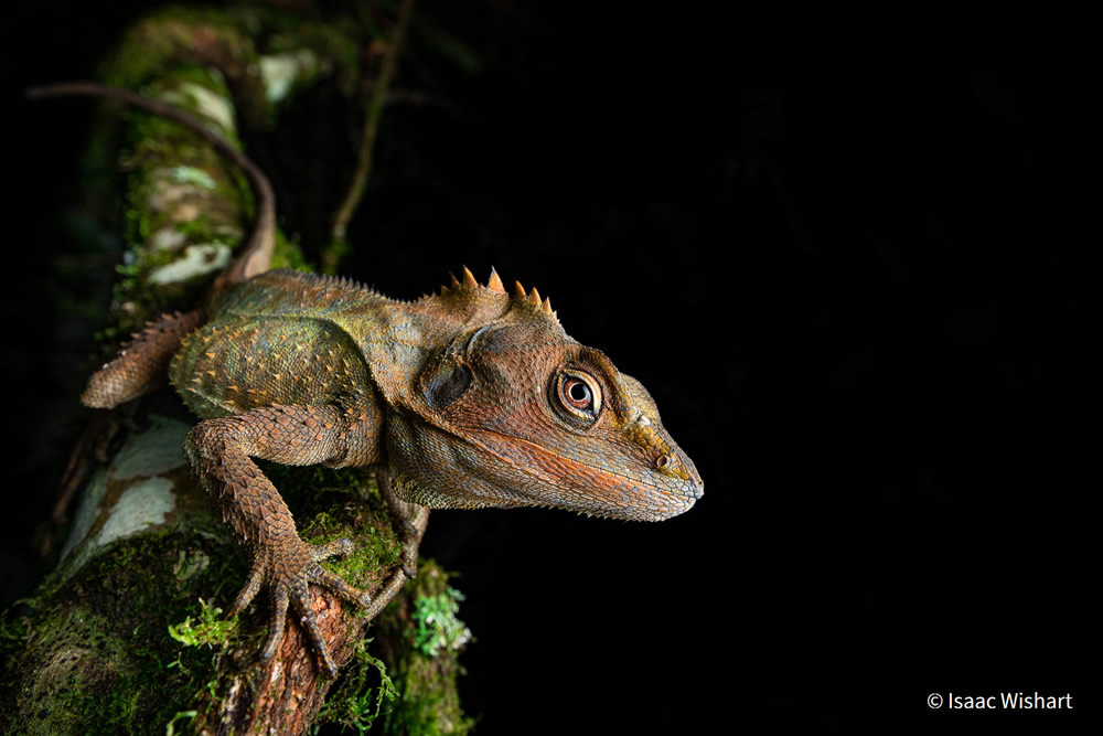 30 Photos Of Australian Geographic Nature Photographer of the Year 2021