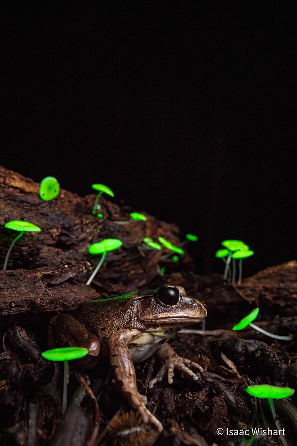 Stunning Photos Of Australian Geographic Nature Photographer of the Year