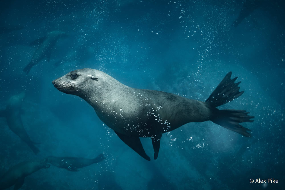 Stunning Photos Of Australian Geographic Nature Photographer of the Year