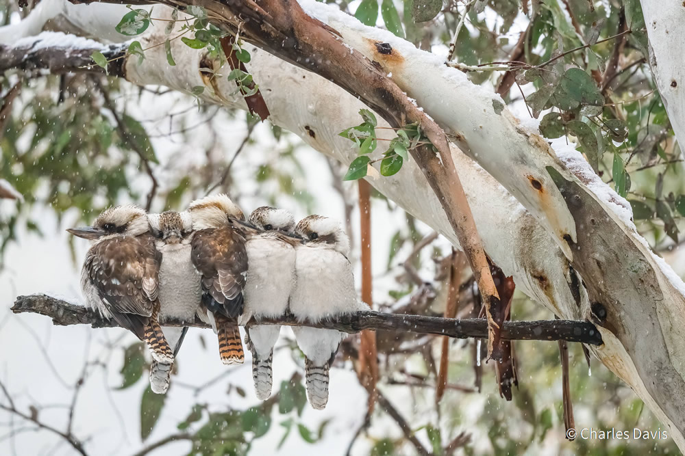 Stunning Photos Of Australian Geographic Nature Photographer of the Year