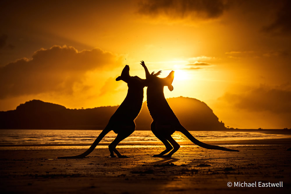 30 Photos Of Australian Geographic Nature Photographer of the Year 2021