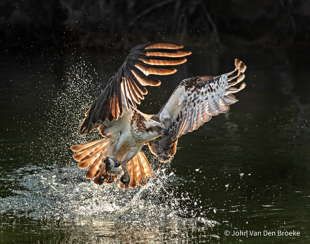 Stunning Photos Of Australian Geographic Nature Photographer of the Year