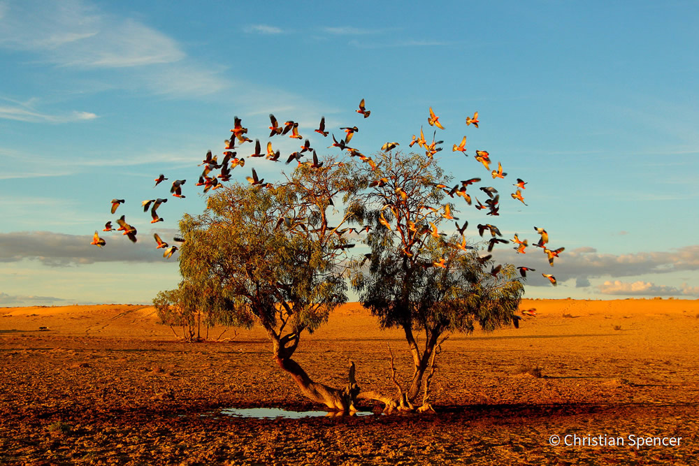 Stunning Photos Of Australian Geographic Nature Photographer of the Year