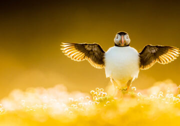 40 Winning Photos Of Bird Photographer Of The Year 2021