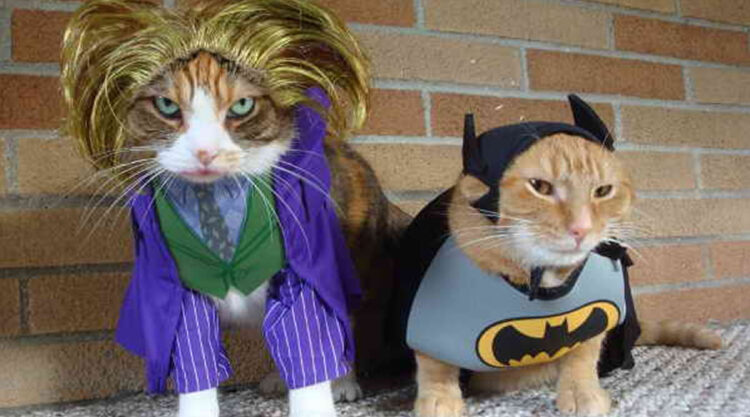 Your Cat Will Love These Cutest Costumes: 30 Adorable Photographs
