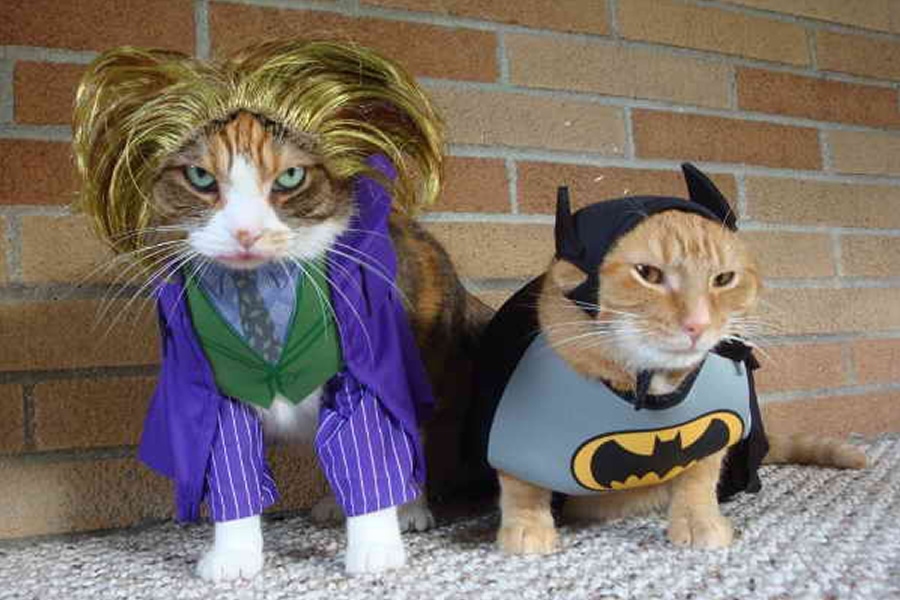 cats in cute costumes