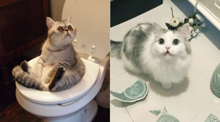 25 Cats Who Messed Up, But In The Cutest And Most Hilarious Way