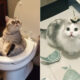 25 Cats Who Messed Up, But In The Cutest And Most Hilarious Way