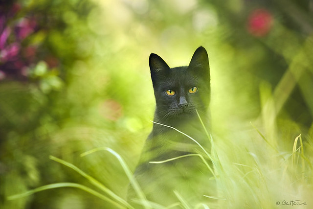 Cats & Photography Make An Epic Dual