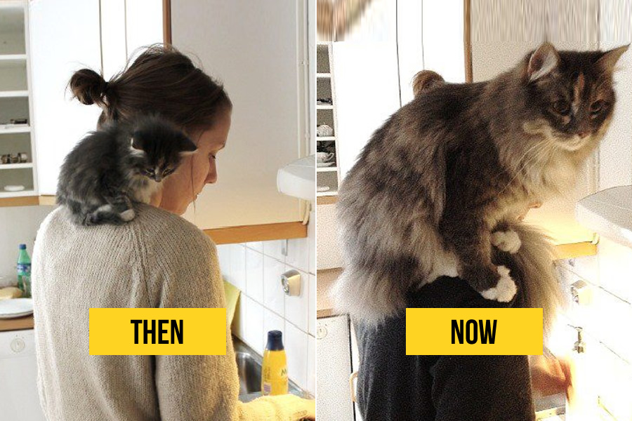 20 Adorable Then And Now Photos Of Kittens