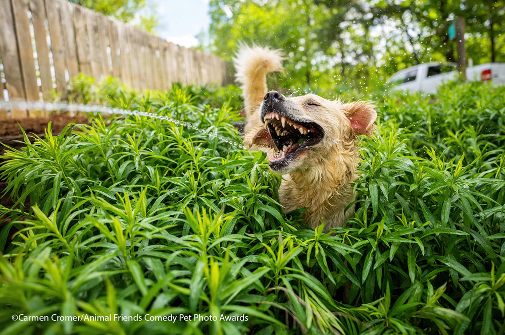 40 Cutest Finalists Of Animal Friends Comedy Pet Photo Awards 2021