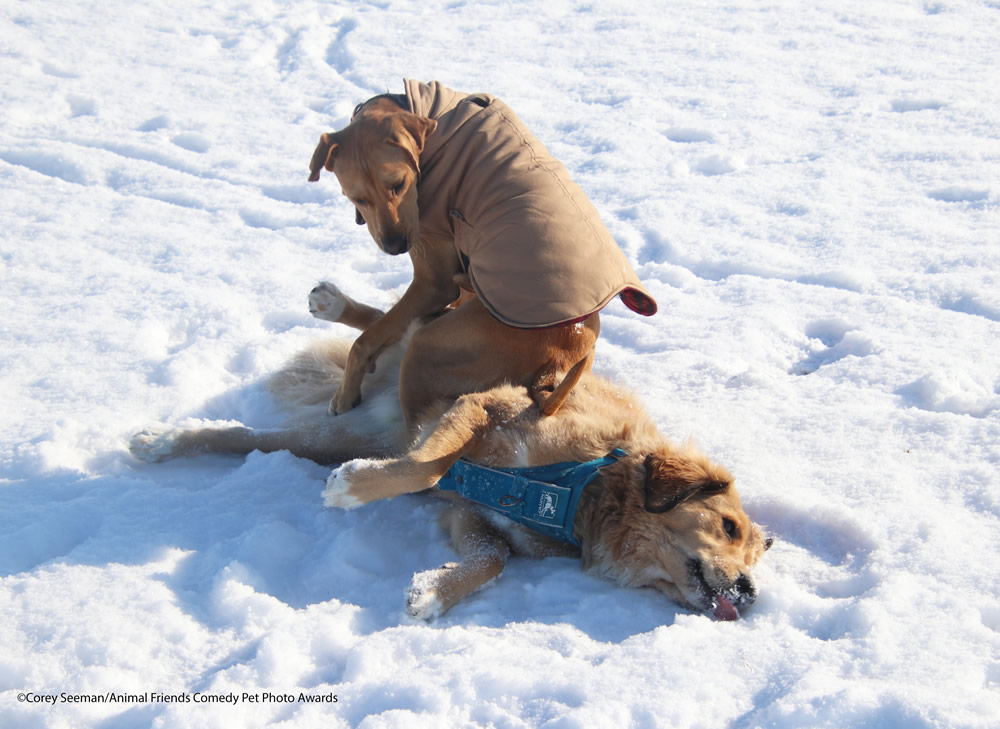 40 Cutest Finalists Of Animal Friends Comedy Pet Photo Awards 2021