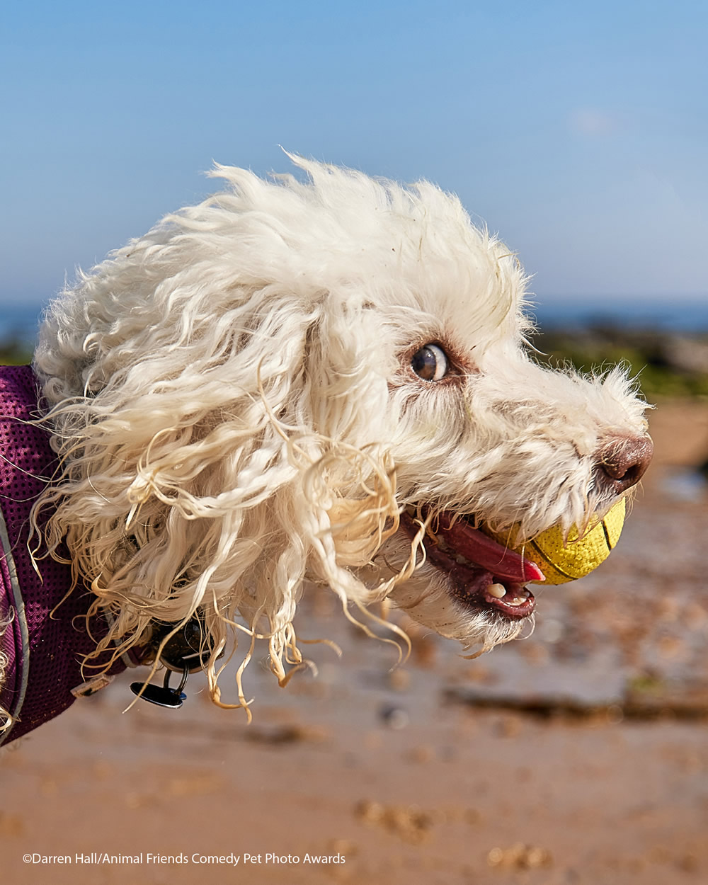 40 Cutest Finalists Of Animal Friends Comedy Pet Photo Awards 2021