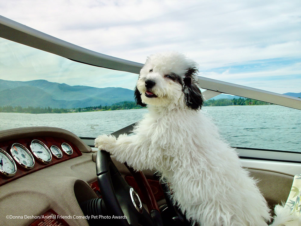 40 Cutest Finalists Of Animal Friends Comedy Pet Photo Awards 2021