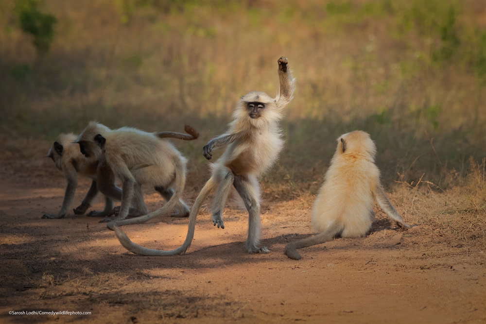 Best Photos From Comedy Wildlife Photography Awards