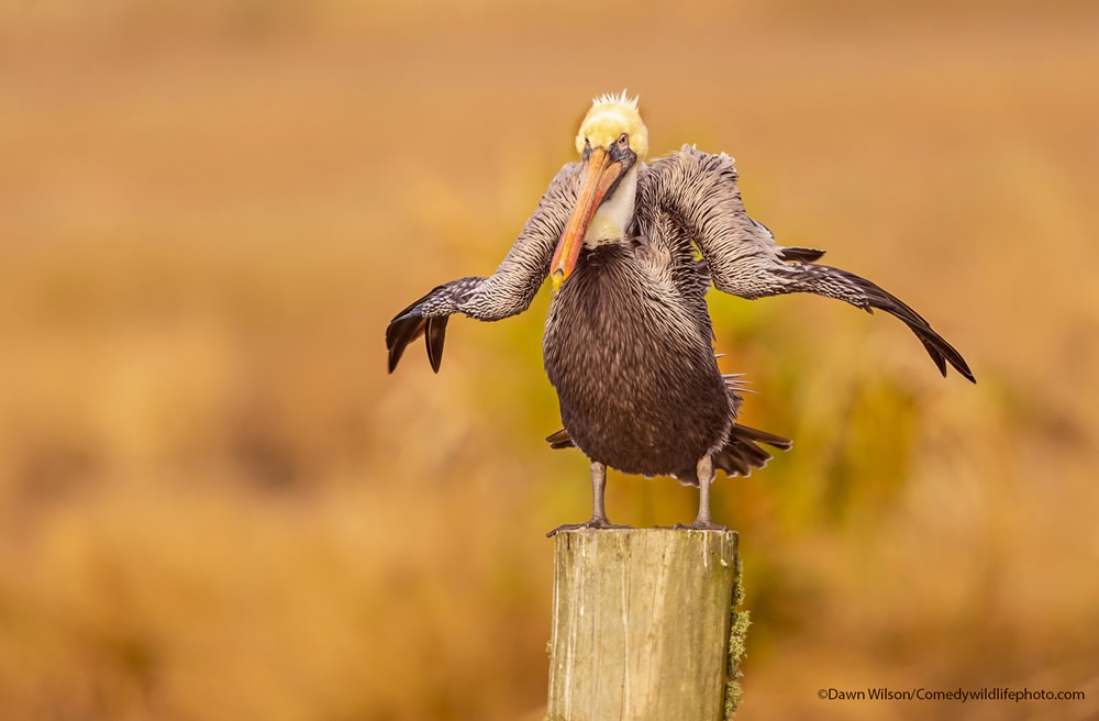 Funniest Photos Of The Comedy Wildlife Photography Awards