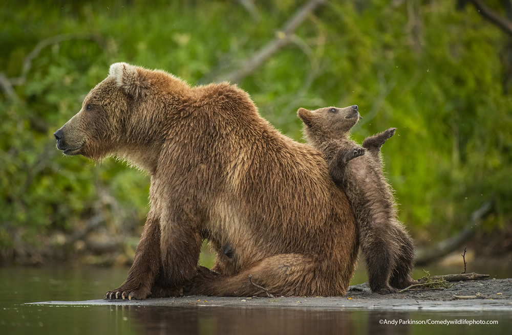 Best Photos From Comedy Wildlife Photography Awards