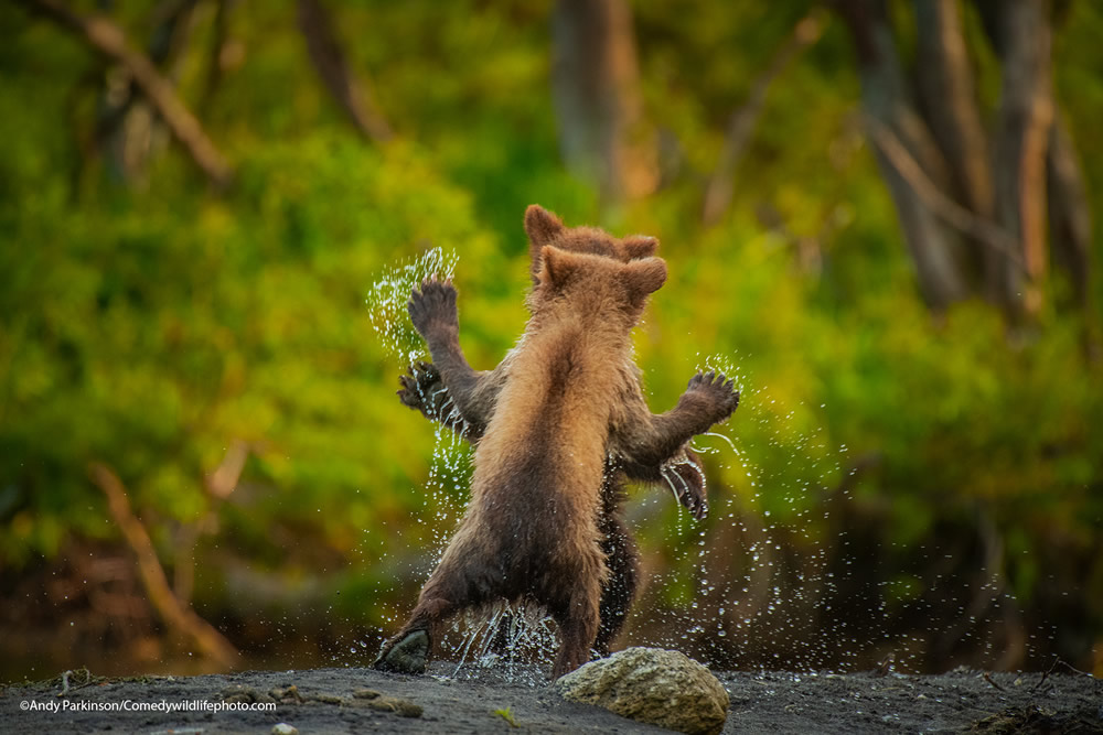 42 Funniest Photos Of The Comedy Wildlife Photography Awards 2021